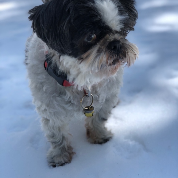 Meet your Posher, Viva - Picture 6 of 8